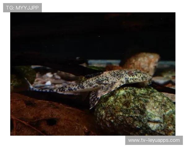 圭亚那沙滩运动项目持续推新，圭亚那岛地理位置